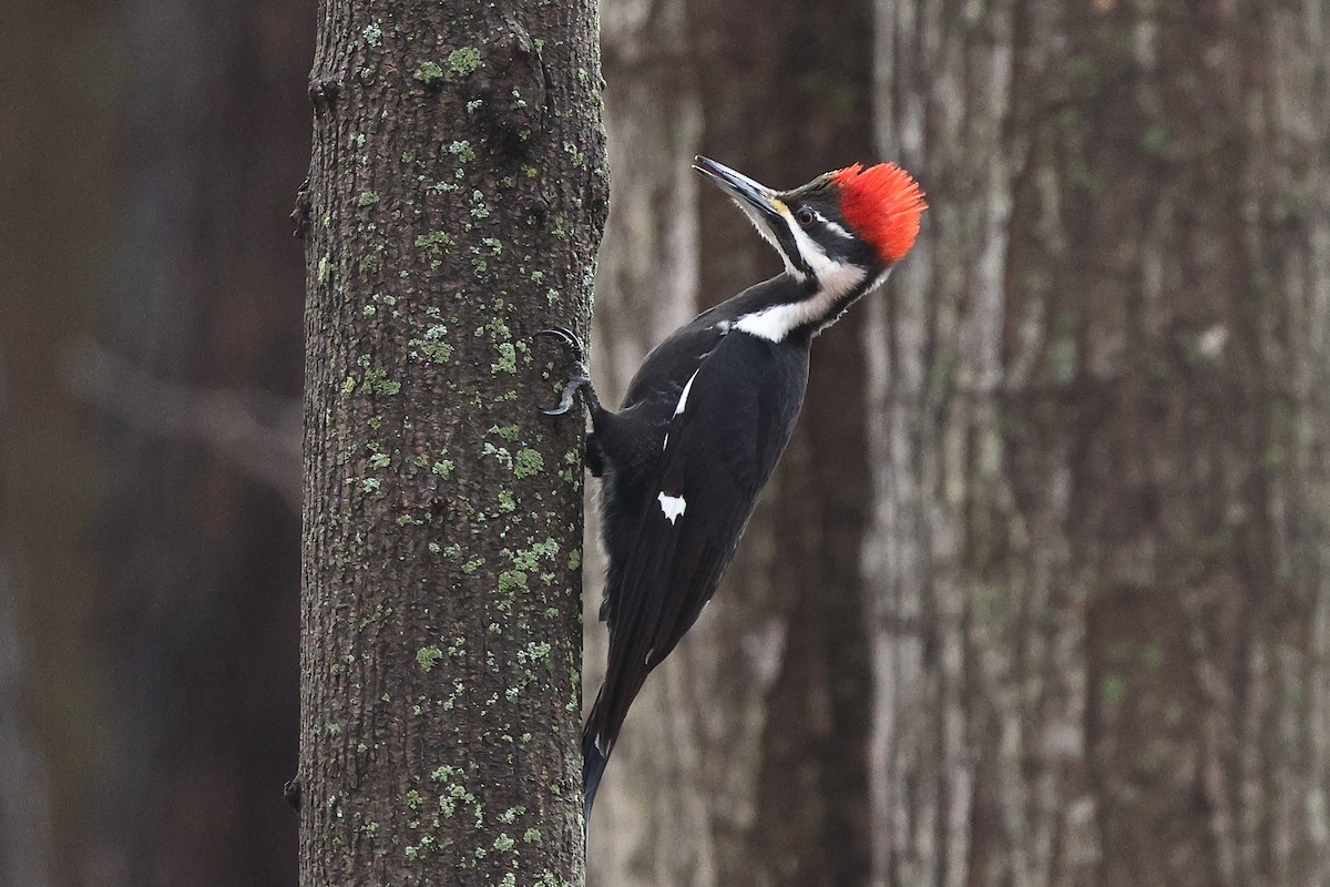 Pileated Woodpecker - ML633718685