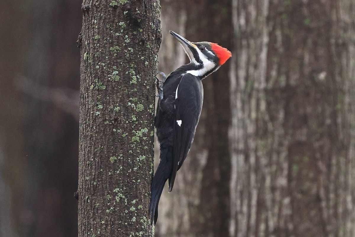 Pileated Woodpecker - ML633718686