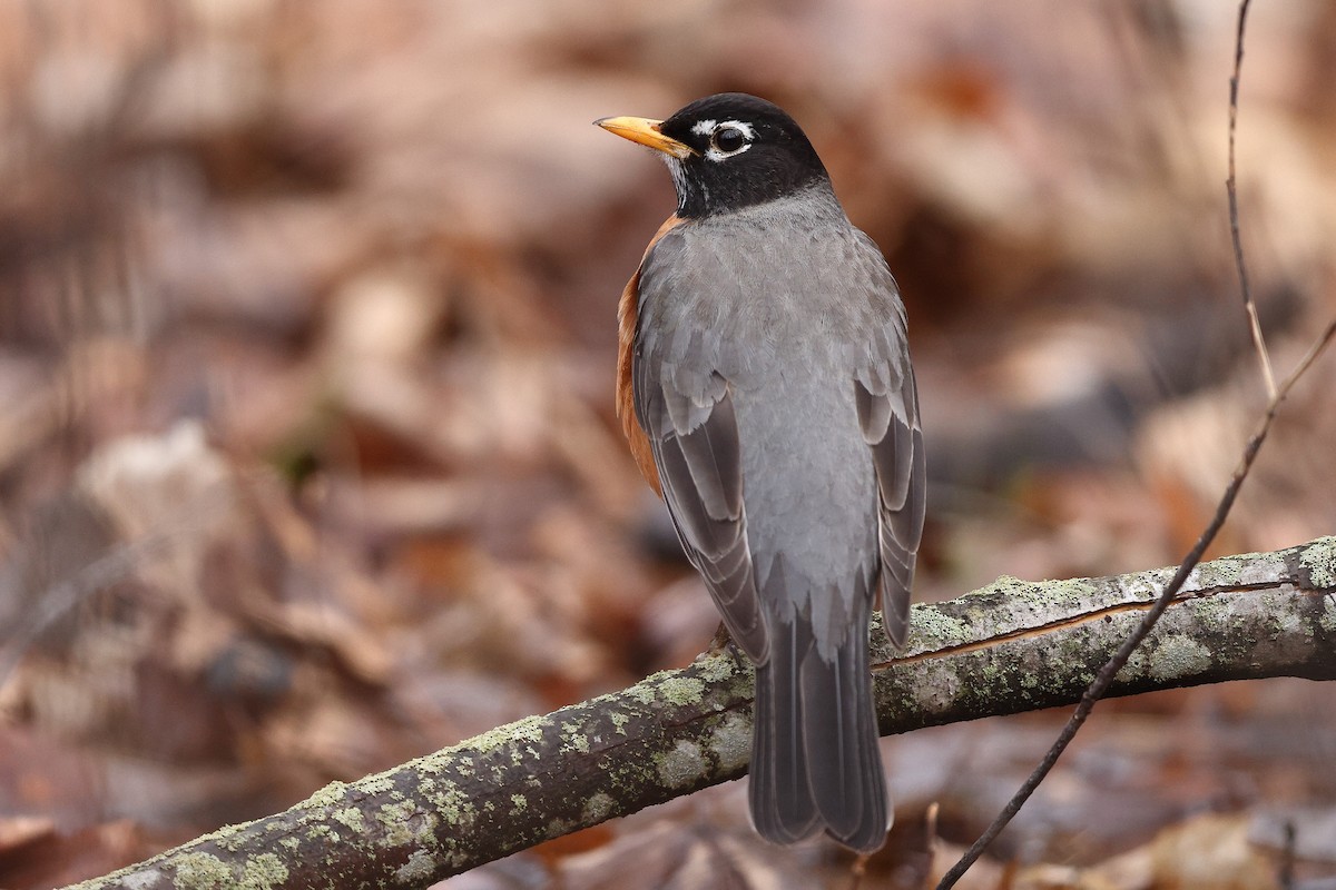 American Robin - ML633718688