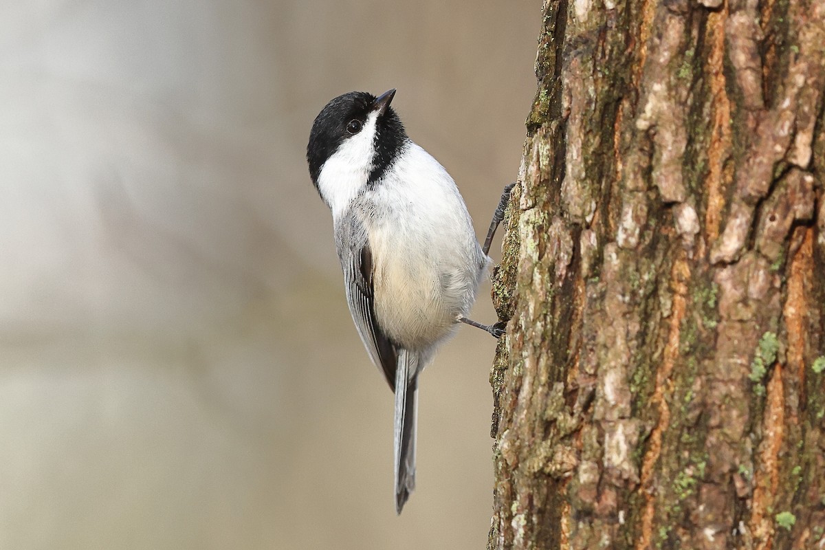 Black-capped Chickadee - ML633718695