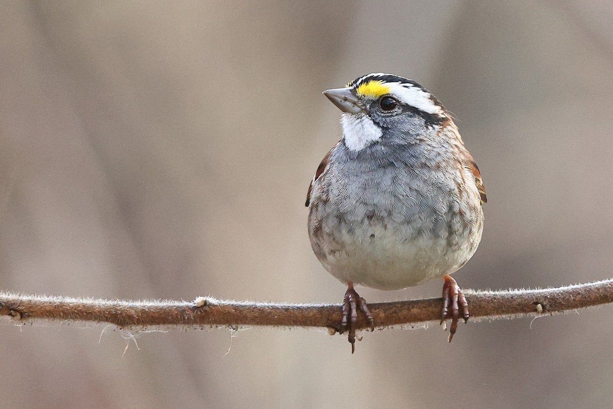 White-throated Sparrow - ML633718700