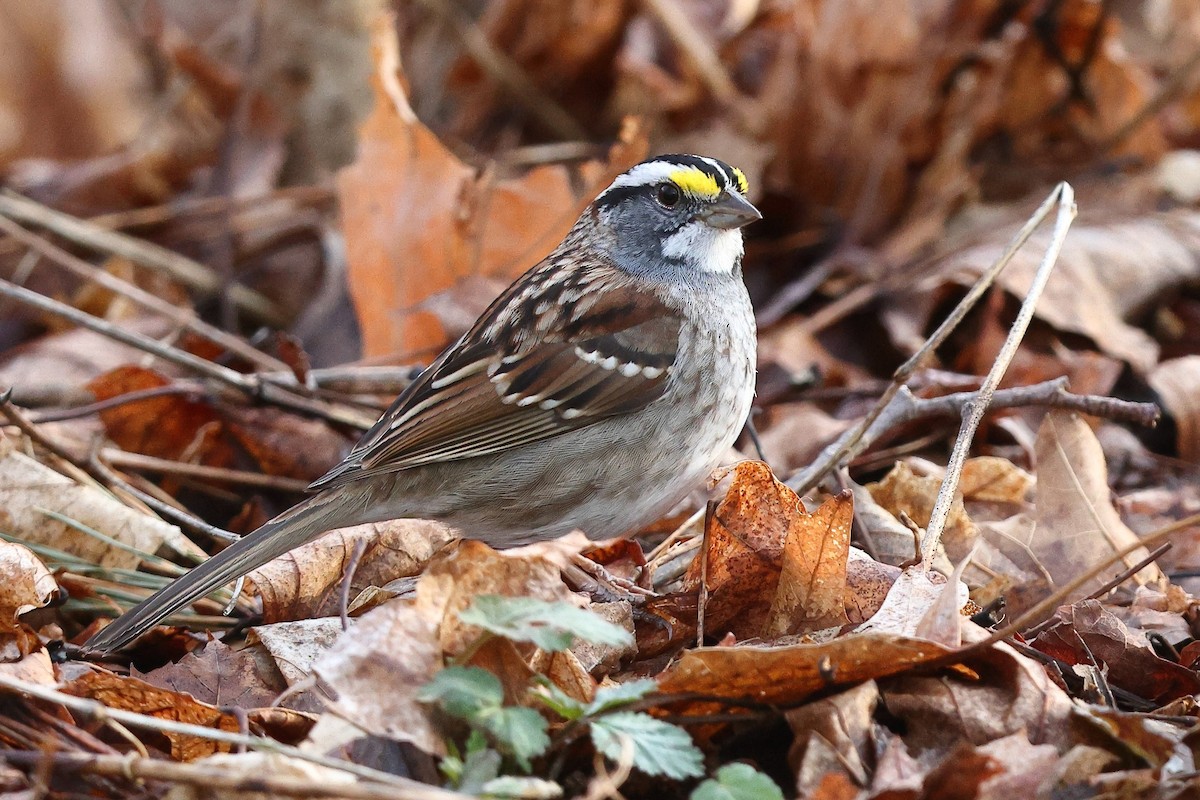 White-throated Sparrow - ML633718701