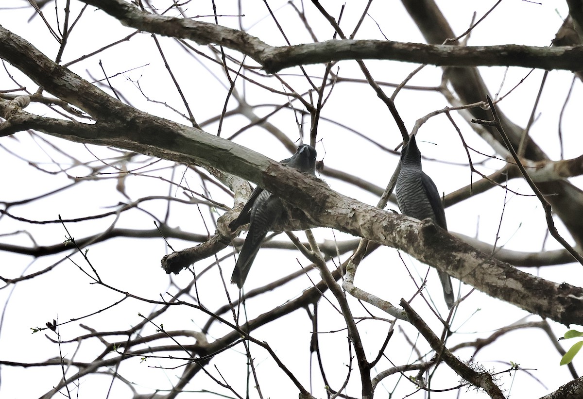 Andaman Cuckooshrike - ML633718707