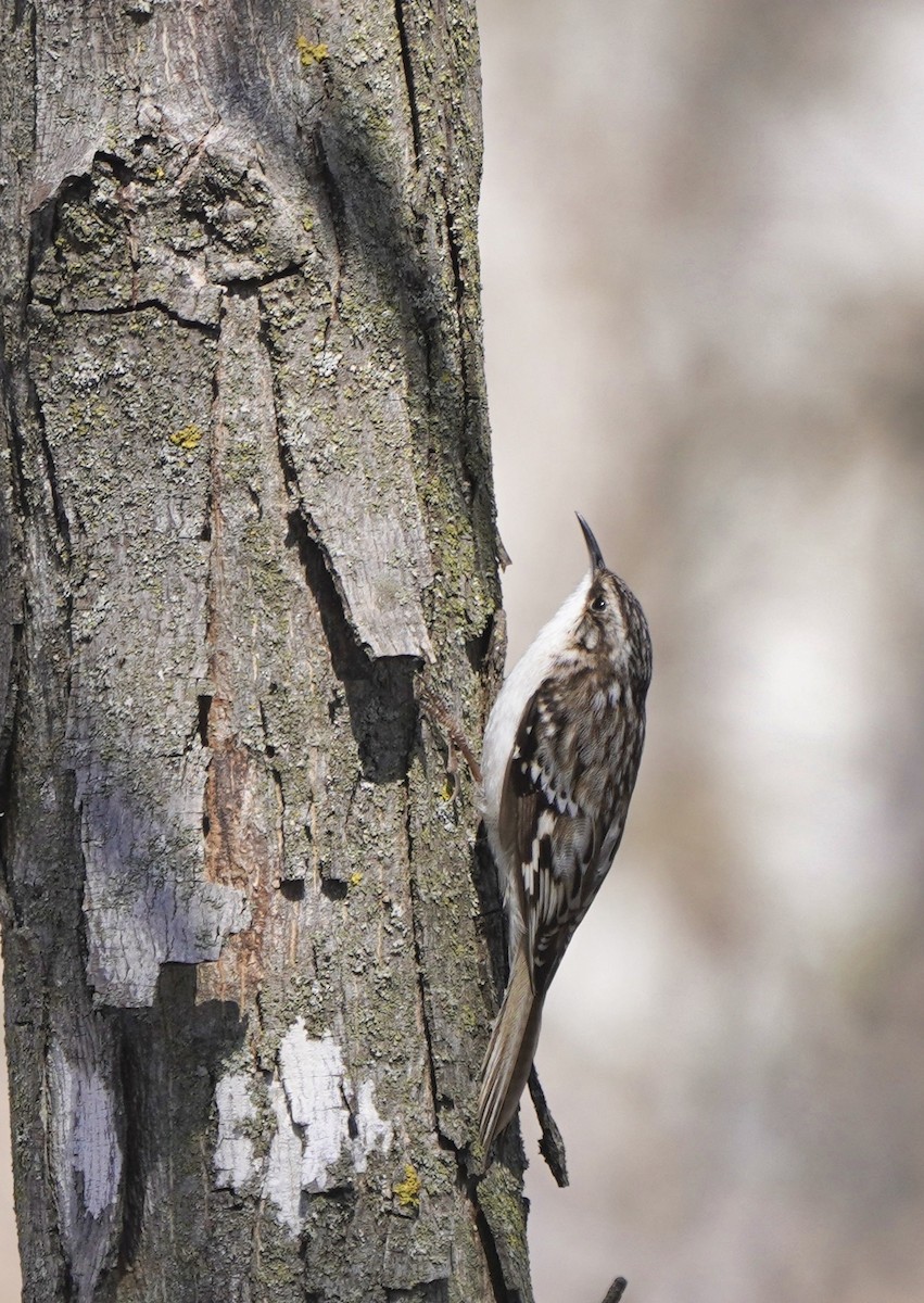 Brown Creeper - ML633718714