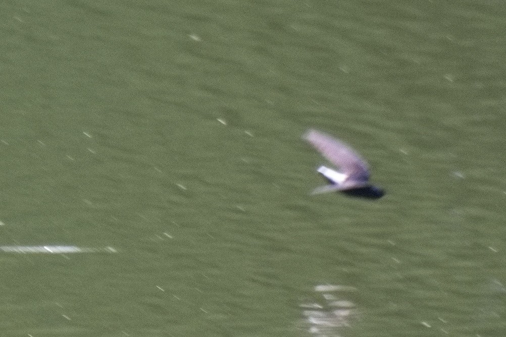 Silver-rumped Spinetail - ML633718730