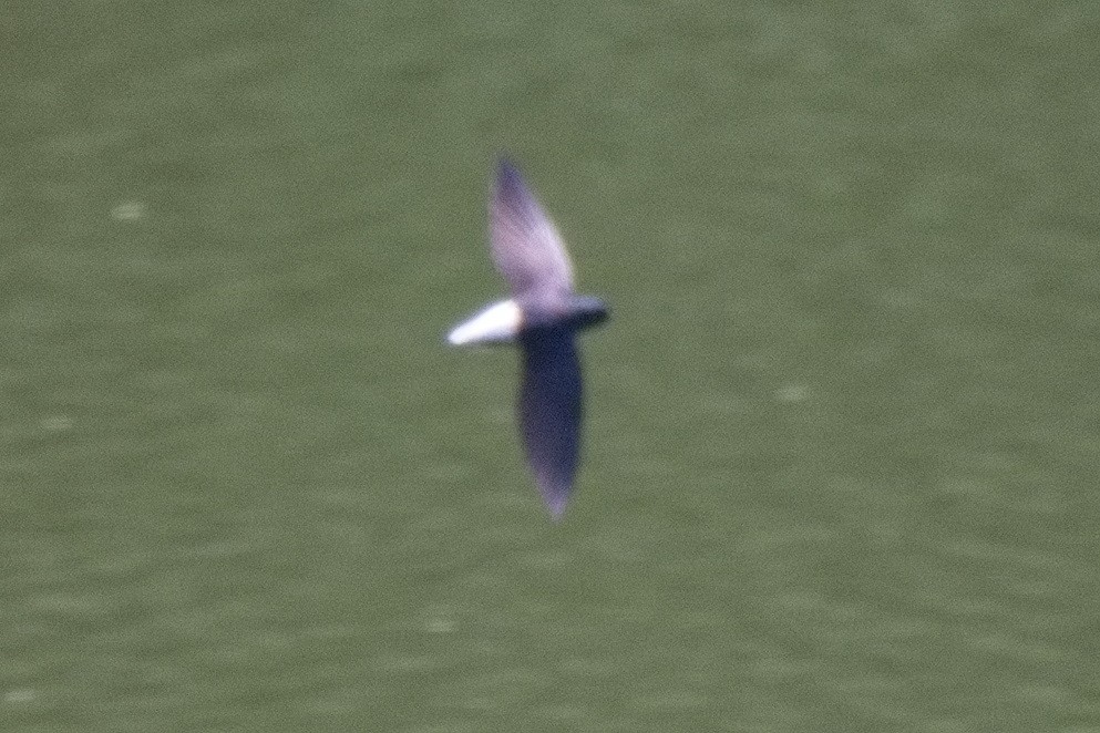 Silver-rumped Spinetail - ML633718732