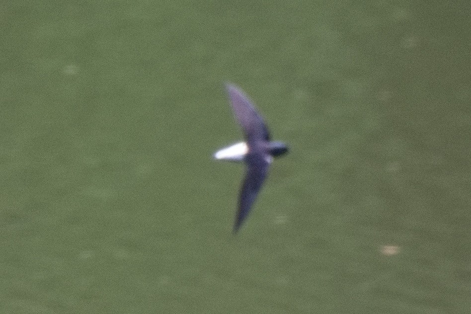 Silver-rumped Spinetail - ML633718733