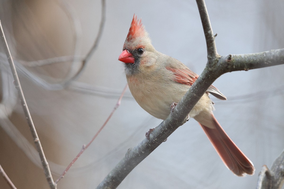Northern Cardinal - ML633718768