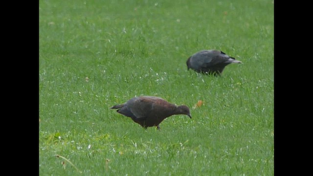 Chilean Pigeon - ML633718990
