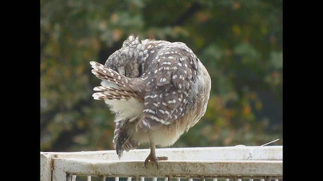 Burrowing Owl - ML633718997