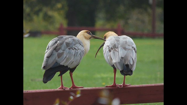 ibis laločnatý - ML633719004
