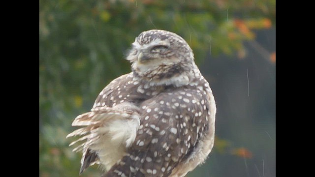 Burrowing Owl - ML633719020