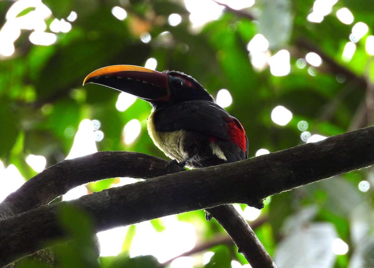Green Aracari - ML633719059