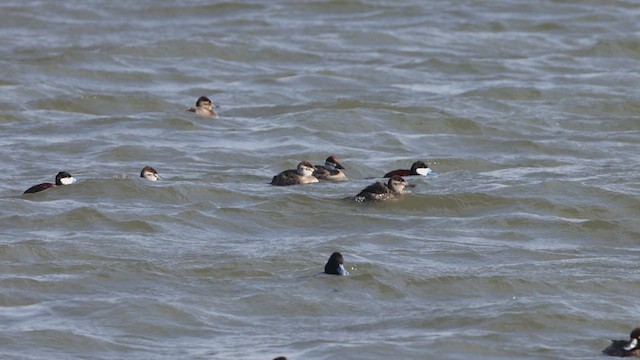 Ruddy Duck - ML633719103