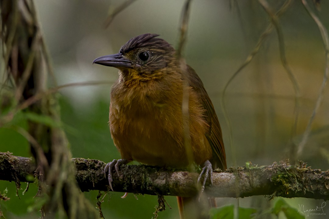 Streak-capped Treehunter - ML633719176