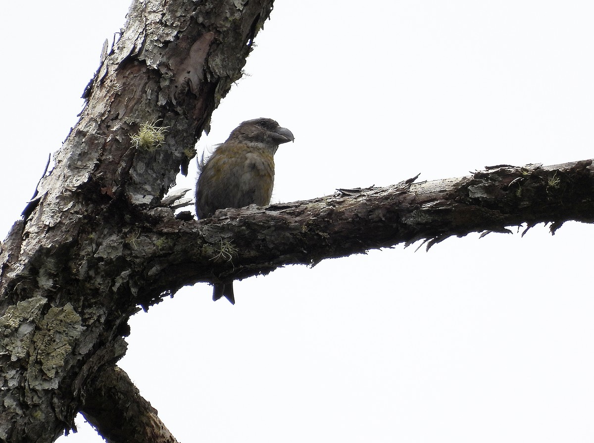 Red Crossbill (Dalat) - ML633719207