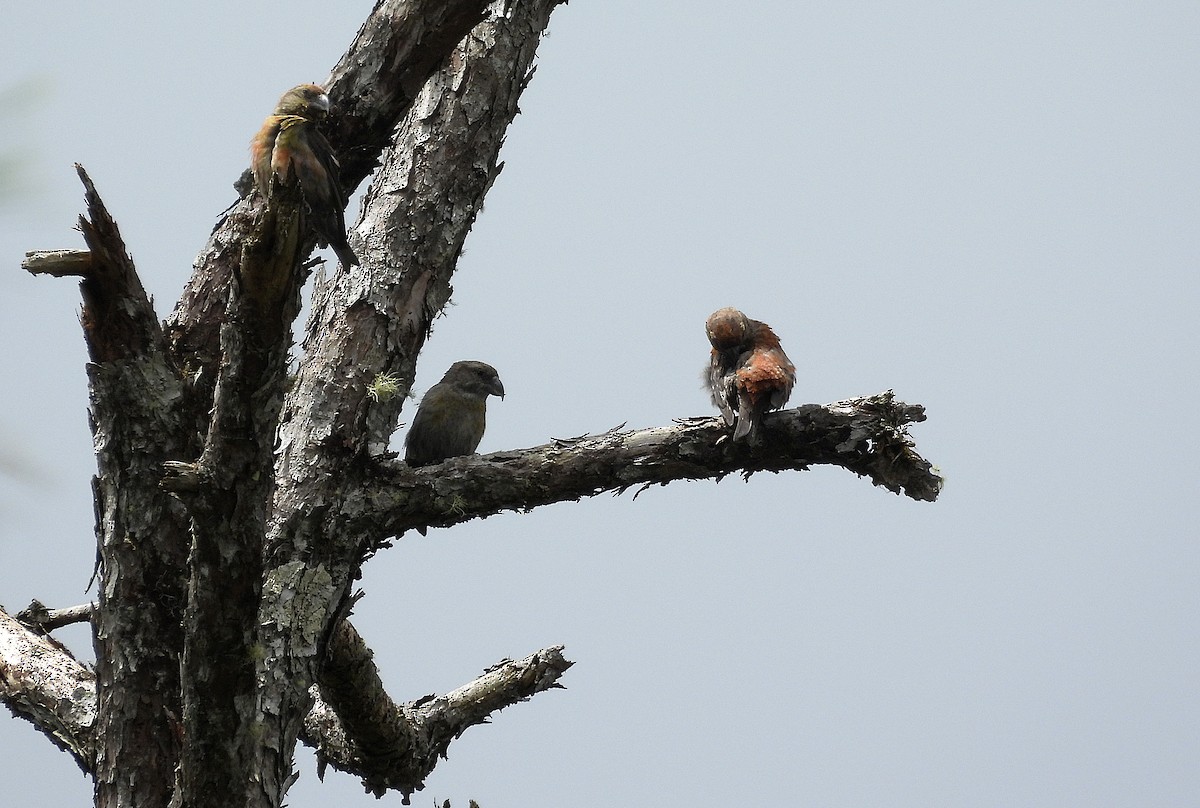 Red Crossbill (Dalat) - ML633719215