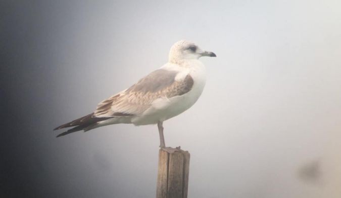 Common Gull (Russian) - ML633719219