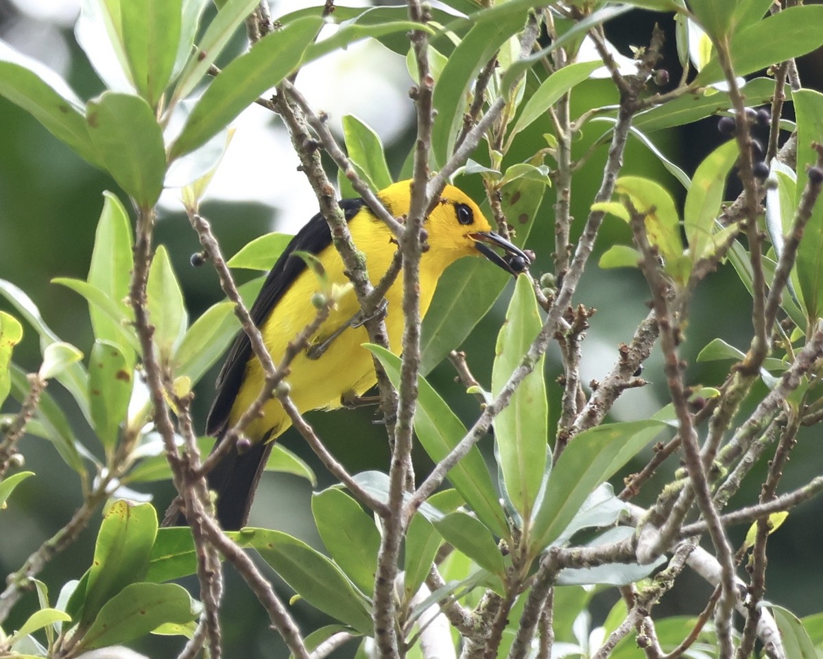 Black-and-yellow Tanager - ML633719259