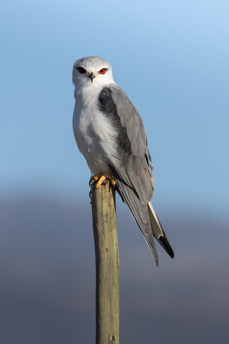 カタグロトビ（caeruleus） - ML633719283