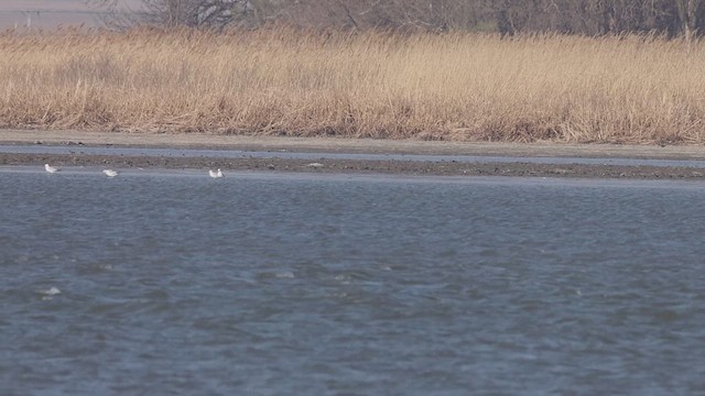 Ring-billed Gull - ML633719491