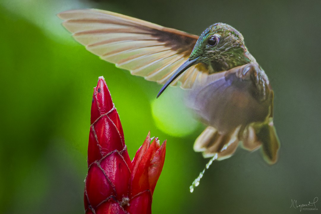 White-throated Daggerbill - ML633719683