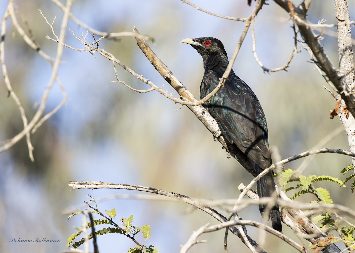 Asian Koel - ML633719749