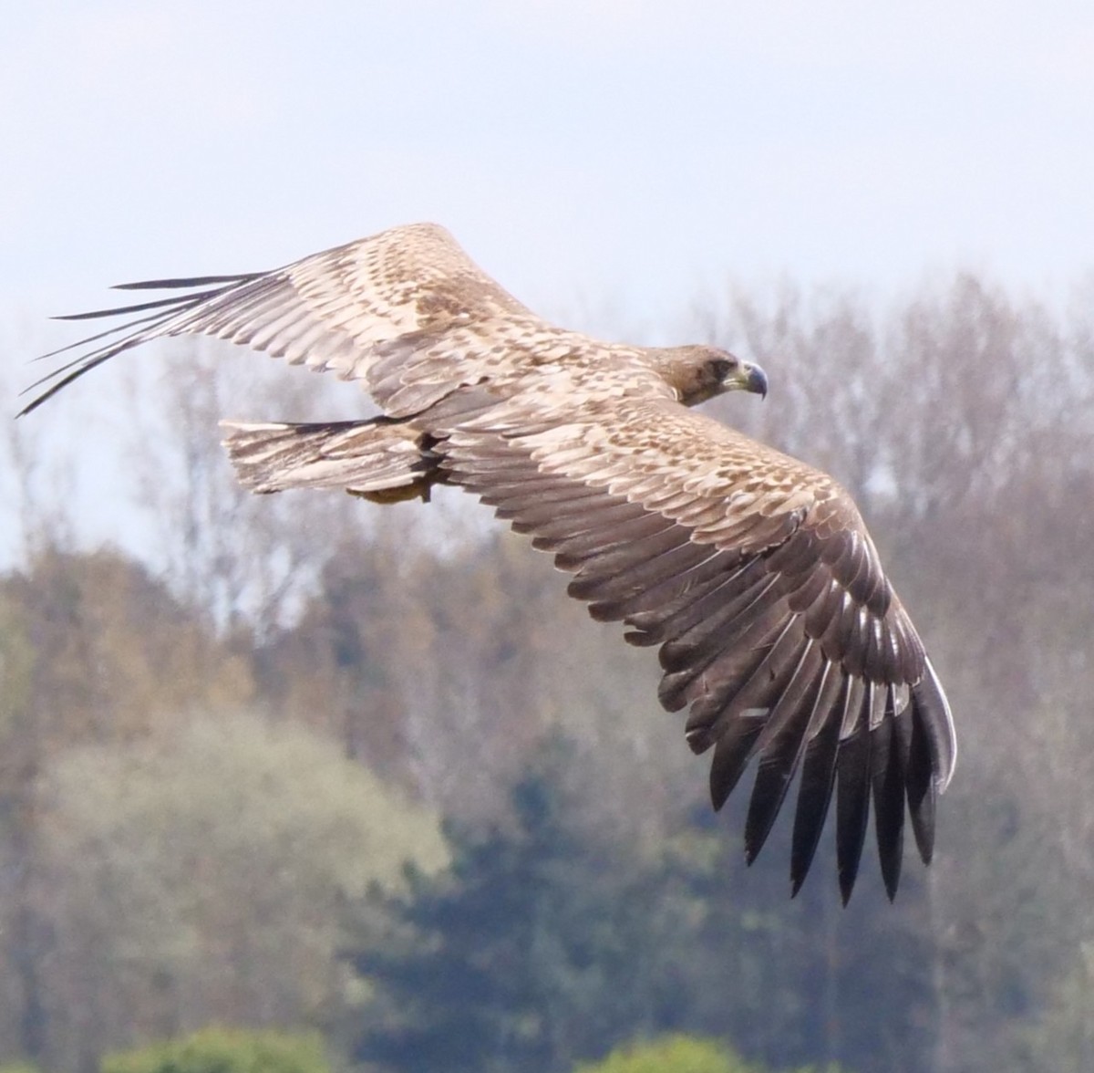 White-tailed Eagle - ML633719809