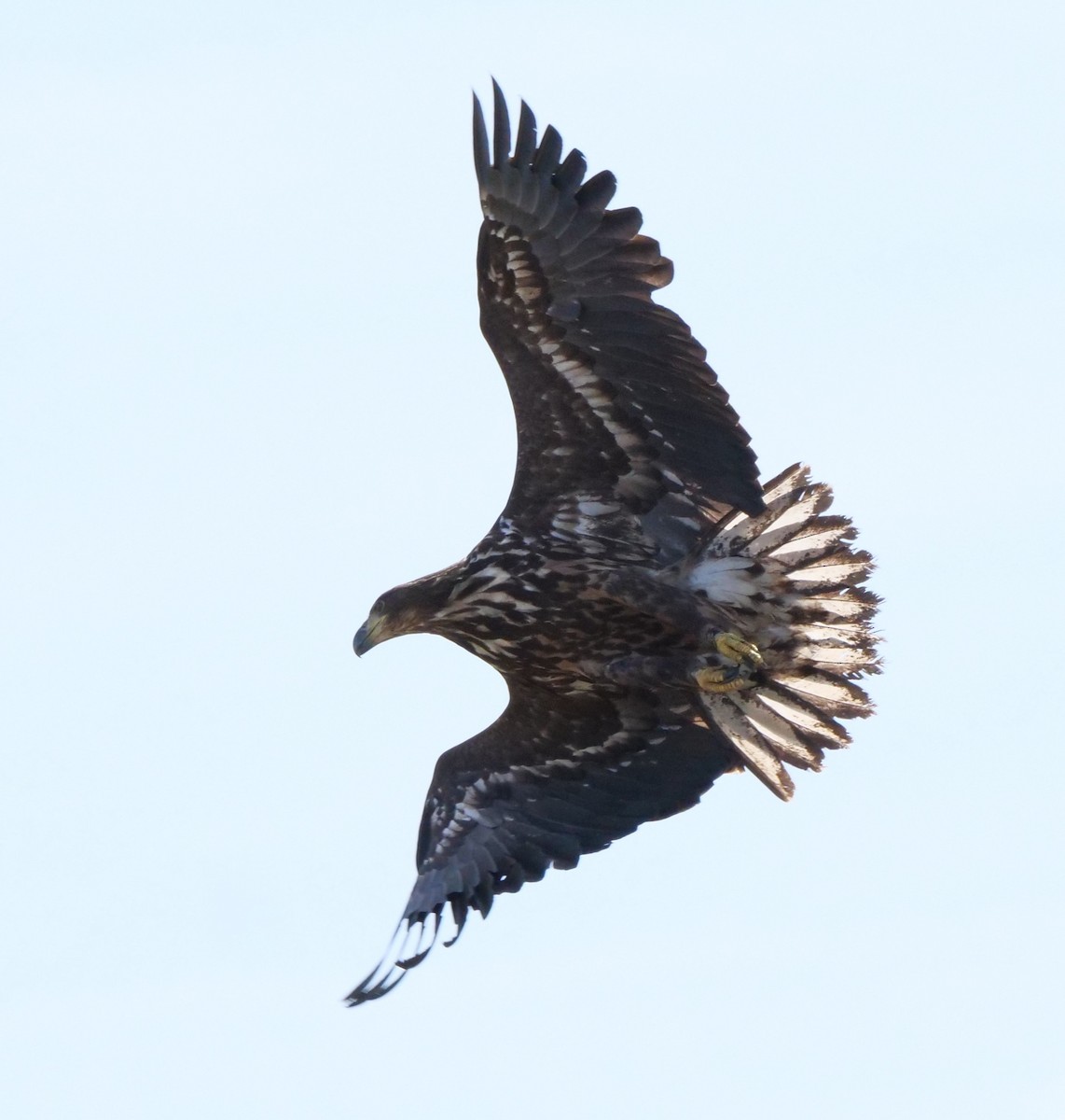 White-tailed Eagle - ML633719810