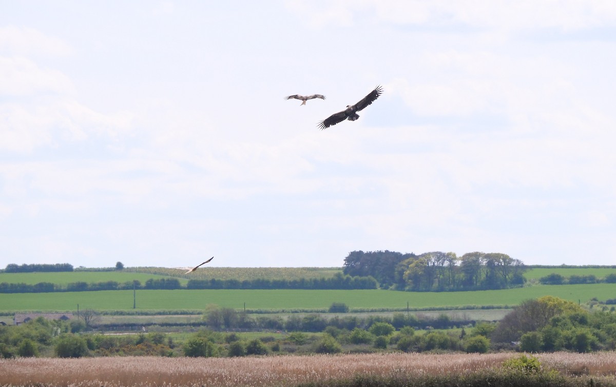 White-tailed Eagle - ML633719811
