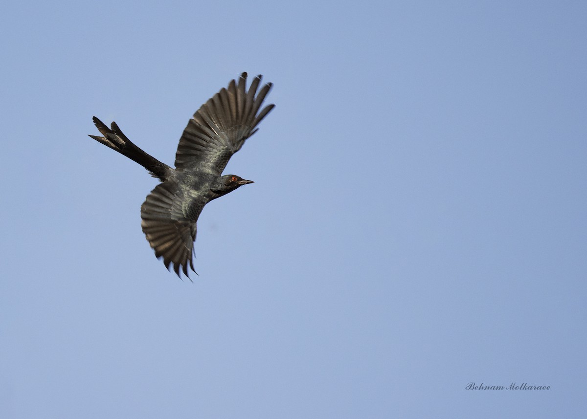 Ashy Drongo - ML633719917