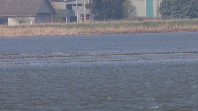 Northern Shoveler - ML633720040