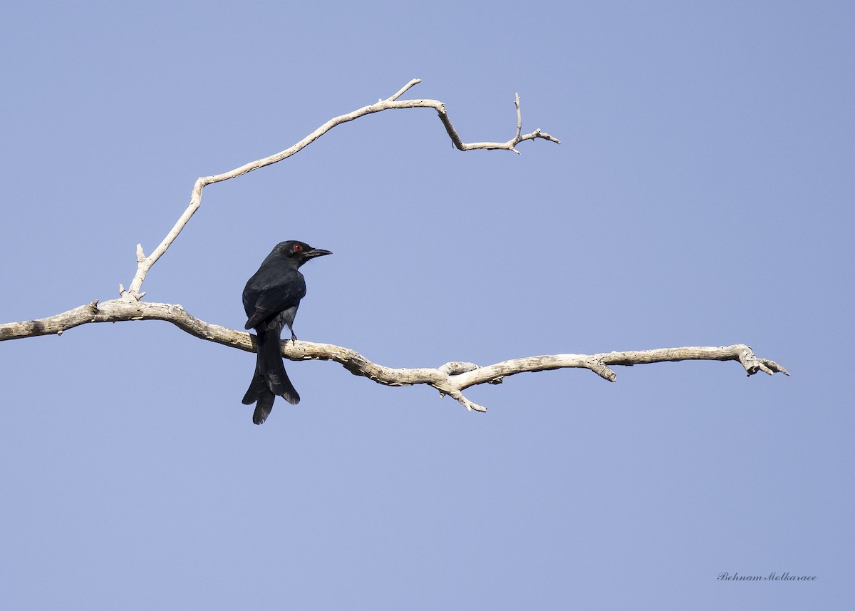 Ashy Drongo - ML633720081