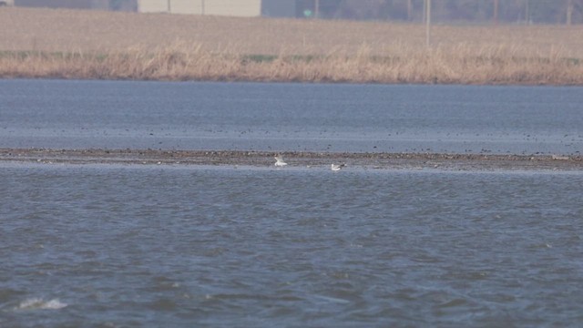 Ring-billed Gull - ML633720137