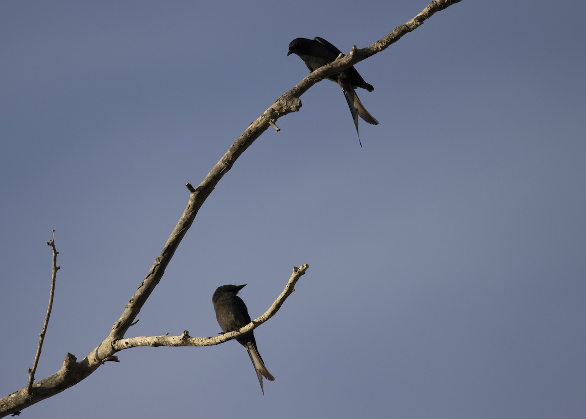 Ashy Drongo - ML633720166