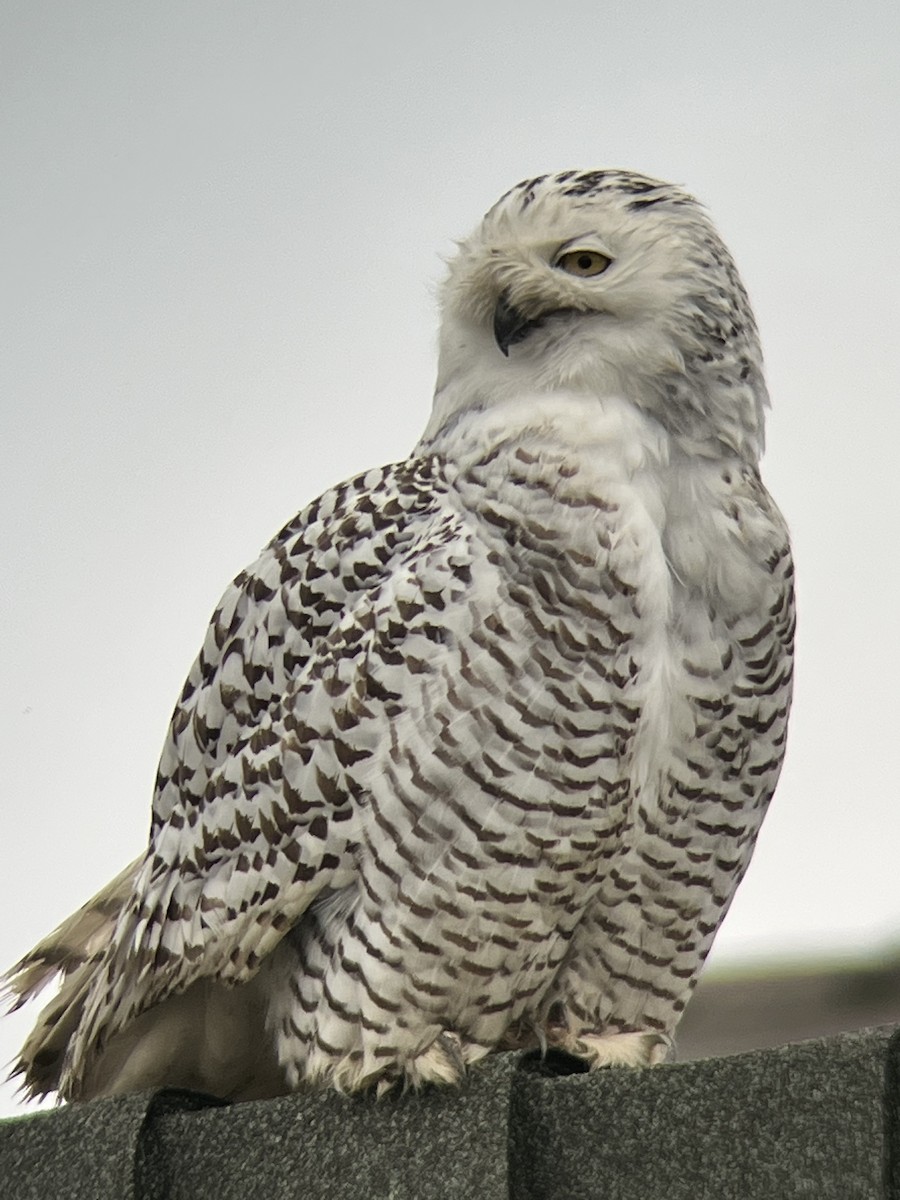 Snowy Owl - ML633720637