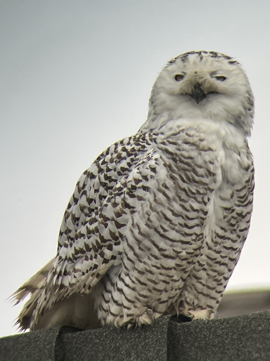 Snowy Owl - ML633720638