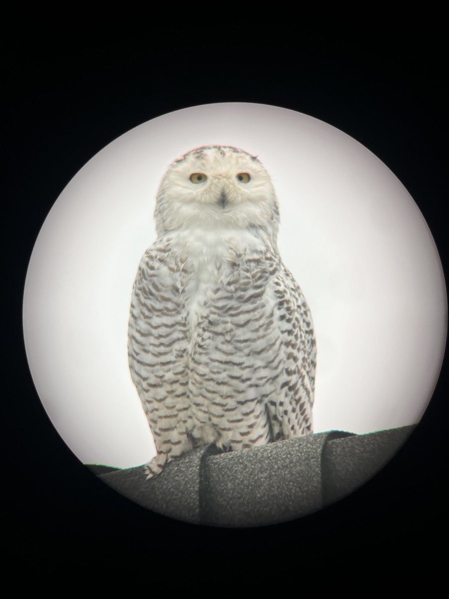 Snowy Owl - ML633720639