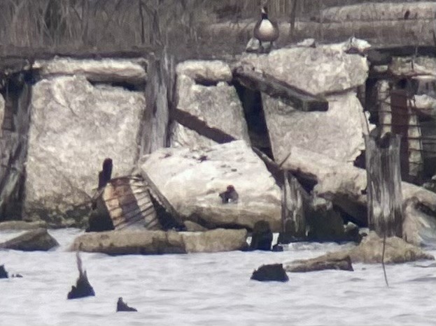Eurasian Wigeon - ML633720661