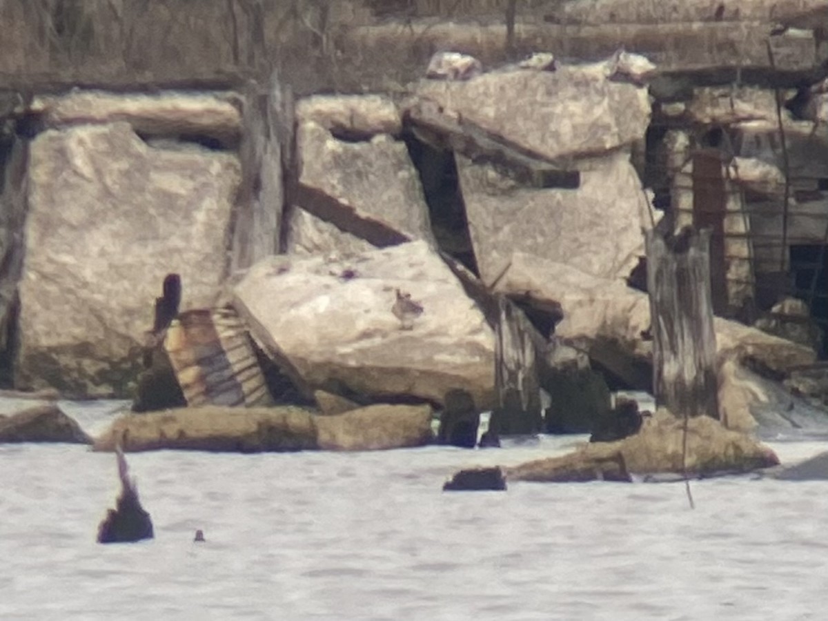 Eurasian Wigeon - ML633720673