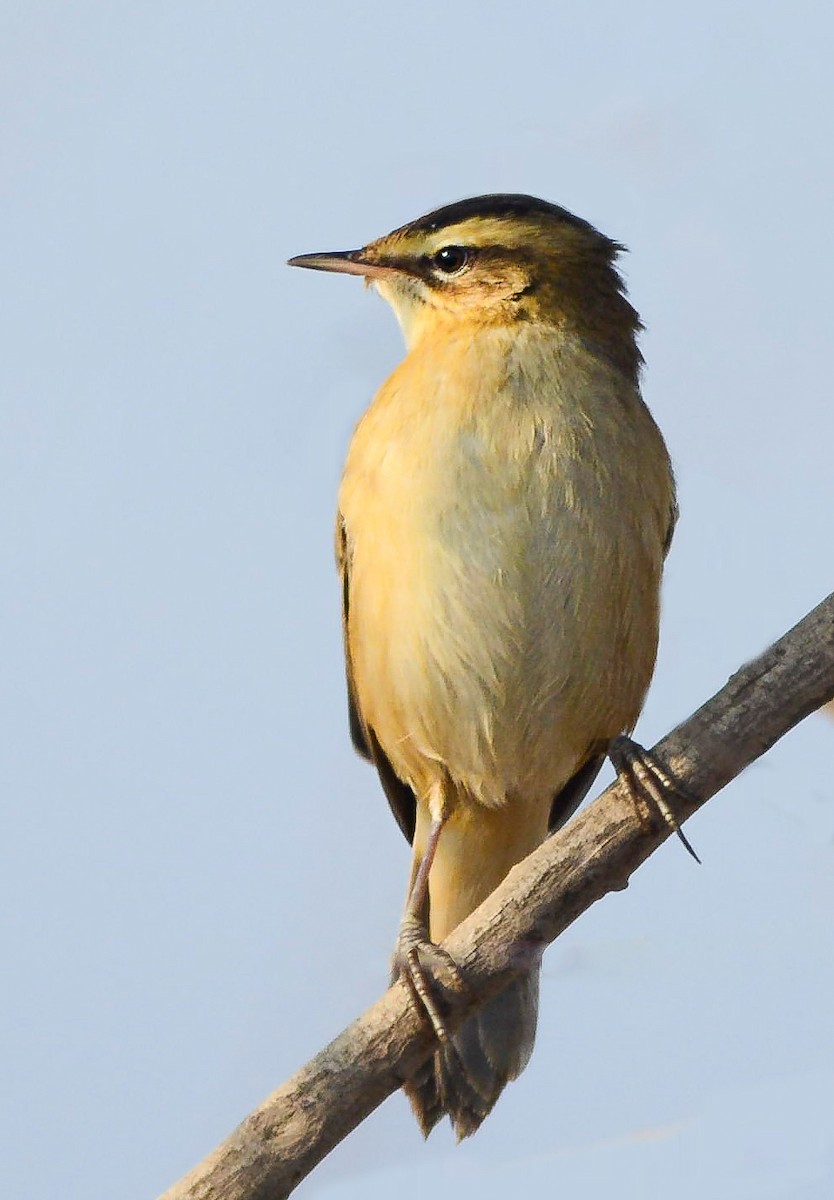 Sedge Warbler - ML633720821
