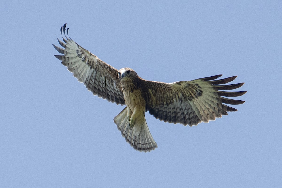 Pygmy Eagle - ML633720932