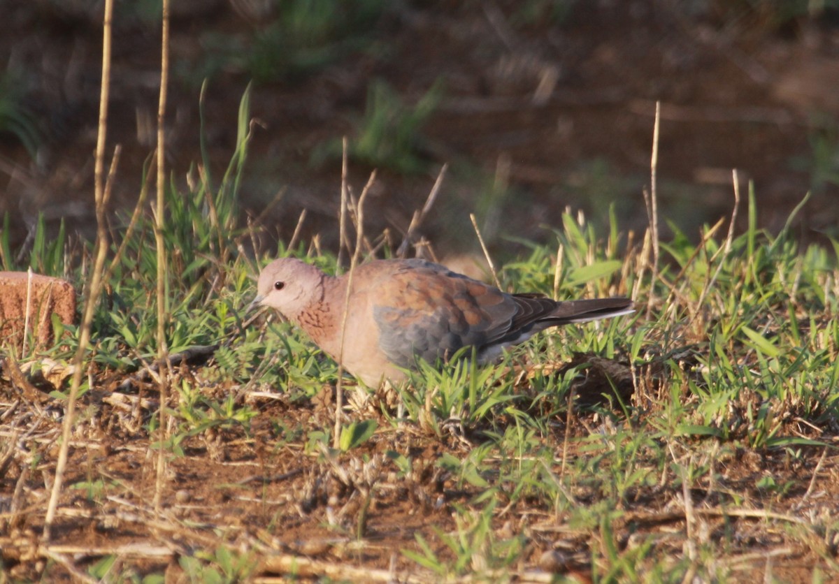 Ring-necked Dove - ML633721103