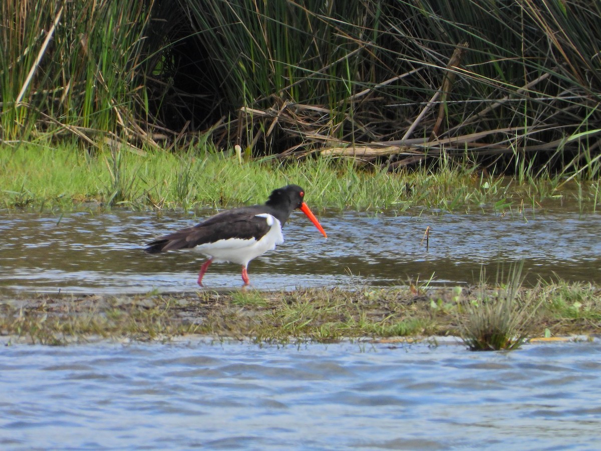 Eurasian Oystercatcher - ML633721276