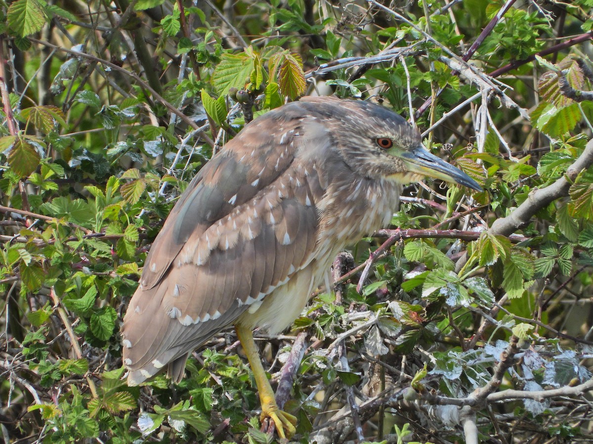 Black-crowned Night Heron - ML633721493
