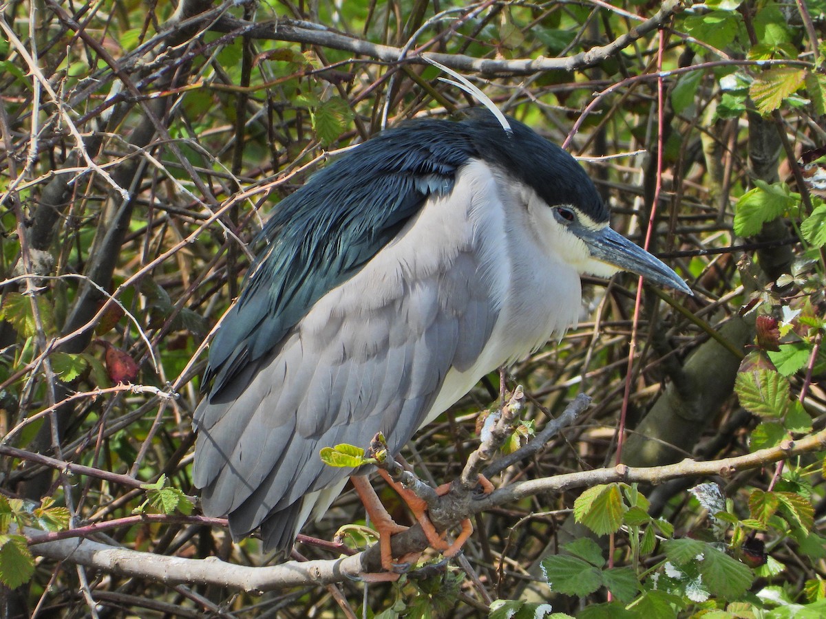 Black-crowned Night Heron - ML633721526