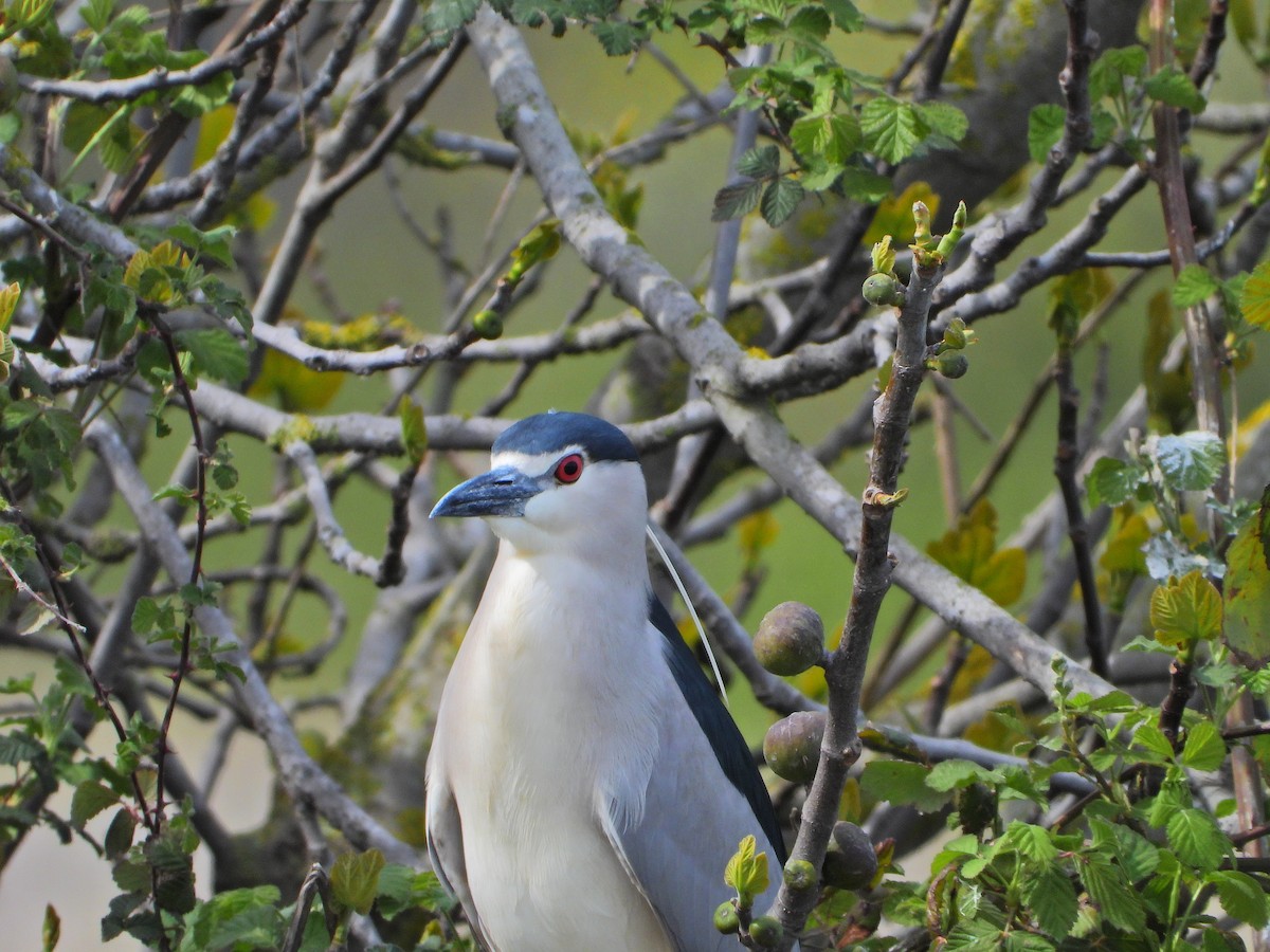 Black-crowned Night Heron - ML633721527