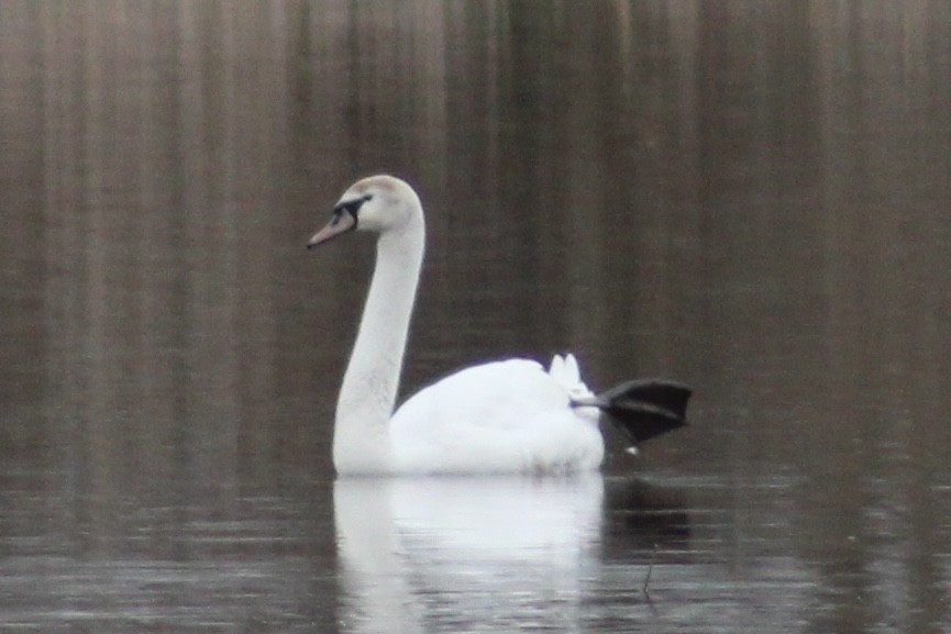 Mute Swan - ML633721608