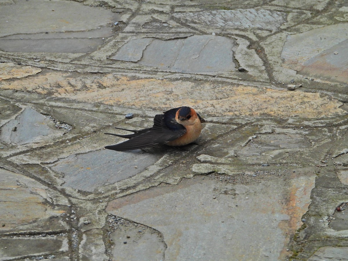 Golondrina Dáurica Occidental - ML633721709