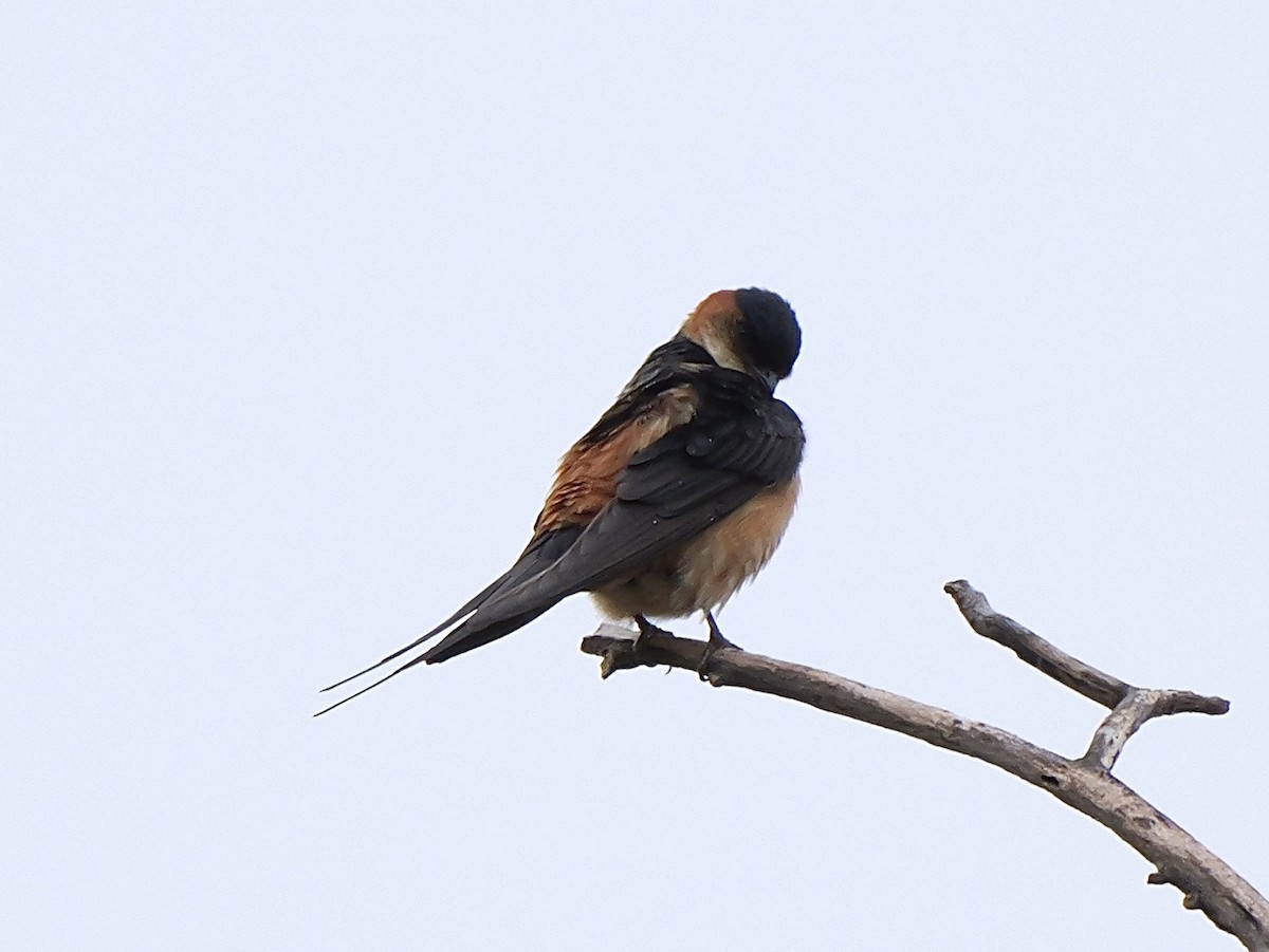 African Red-rumped Swallow - ML633721863